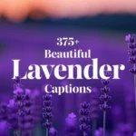 Beautiful Lavender Captions