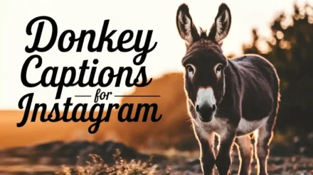 401+ Donkey Captions for Instagram